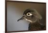 Wood duck female, close-up of head.-Richard Wright-Framed Photographic Print