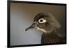 Wood duck female, close-up of head.-Richard Wright-Framed Photographic Print