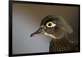 Wood duck female, close-up of head.-Richard Wright-Framed Photographic Print