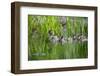 Wood duck female, leading brood of ducklings on pond, USA-George Sanker-Framed Photographic Print