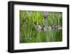 Wood duck female, leading brood of ducklings on pond, USA-George Sanker-Framed Photographic Print