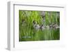 Wood duck female, leading brood of ducklings on pond, USA-George Sanker-Framed Photographic Print