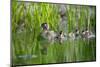 Wood duck female, leading brood of ducklings on pond, USA-George Sanker-Mounted Photographic Print