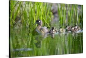 Wood duck female, leading brood of ducklings on pond, USA-George Sanker-Stretched Canvas