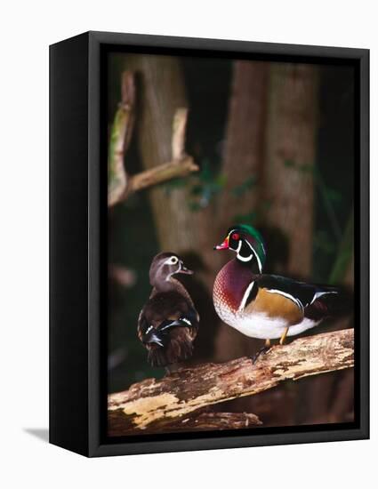Wood Duck, Florida, USA-Charles Sleicher-Framed Stretched Canvas