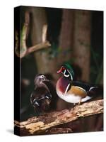 Wood Duck, Florida, USA-Charles Sleicher-Stretched Canvas