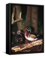 Wood Duck, Florida, USA-Charles Sleicher-Framed Stretched Canvas