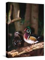 Wood Duck, Florida, USA-Charles Sleicher-Stretched Canvas