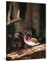 Wood Duck, Florida, USA-Charles Sleicher-Stretched Canvas