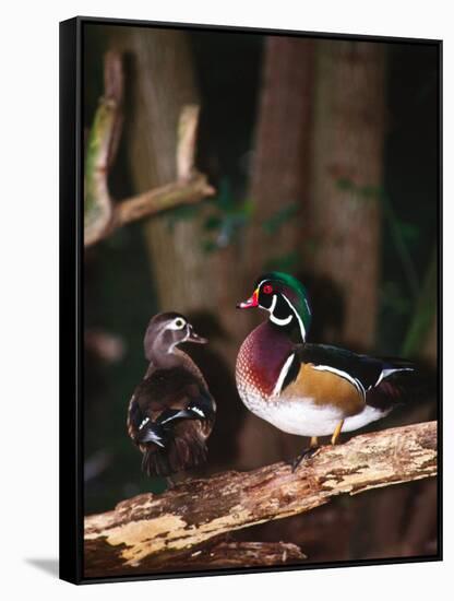 Wood Duck, Florida, USA-Charles Sleicher-Framed Stretched Canvas