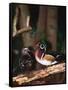 Wood Duck, Florida, USA-Charles Sleicher-Framed Stretched Canvas