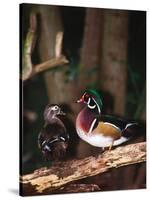 Wood Duck, Florida, USA-Charles Sleicher-Stretched Canvas