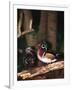 Wood Duck, Florida, USA-Charles Sleicher-Framed Premium Photographic Print