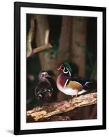 Wood Duck, Florida, USA-Charles Sleicher-Framed Premium Photographic Print