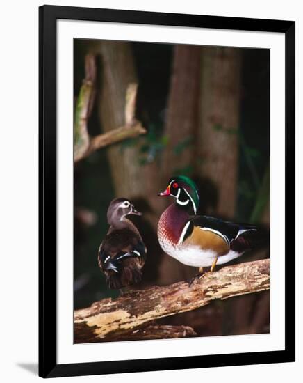 Wood Duck, Florida, USA-Charles Sleicher-Framed Premium Photographic Print