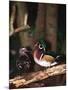 Wood Duck, Florida, USA-Charles Sleicher-Mounted Premium Photographic Print