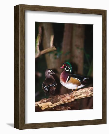 Wood Duck, Florida, USA-Charles Sleicher-Framed Photographic Print