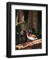 Wood Duck, Florida, USA-Charles Sleicher-Framed Photographic Print