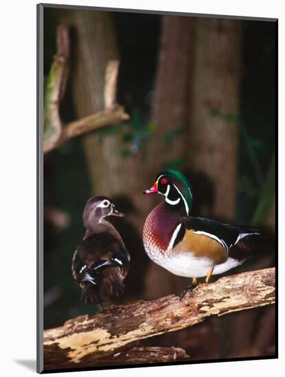 Wood Duck, Florida, USA-Charles Sleicher-Mounted Photographic Print