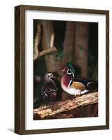 Wood Duck, Florida, USA-Charles Sleicher-Framed Photographic Print