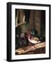 Wood Duck, Florida, USA-Charles Sleicher-Framed Photographic Print