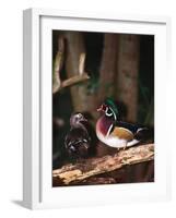 Wood Duck, Florida, USA-Charles Sleicher-Framed Photographic Print