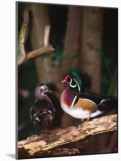 Wood Duck, Florida, USA-Charles Sleicher-Mounted Photographic Print