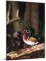 Wood Duck, Florida, USA-Charles Sleicher-Mounted Photographic Print