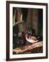 Wood Duck, Florida, USA-Charles Sleicher-Framed Photographic Print