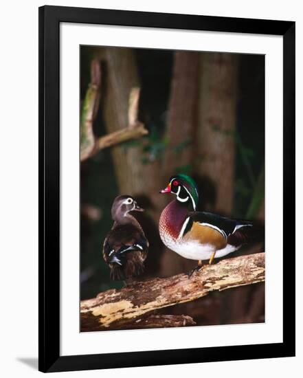 Wood Duck, Florida, USA-Charles Sleicher-Framed Photographic Print