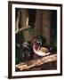 Wood Duck, Florida, USA-Charles Sleicher-Framed Photographic Print