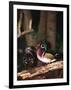 Wood Duck, Florida, USA-Charles Sleicher-Framed Photographic Print