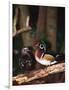 Wood Duck, Florida, USA-Charles Sleicher-Framed Photographic Print