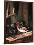 Wood Duck, Florida, USA-Charles Sleicher-Framed Photographic Print