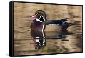 Wood duck, George C. Reifel Bird Sanctuary, British Columbia, Canada.-Art Wolfe-Framed Stretched Canvas