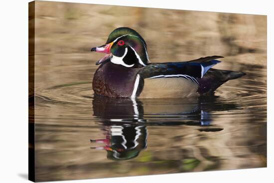 Wood duck, George C. Reifel Bird Sanctuary, British Columbia, Canada.-Art Wolfe-Stretched Canvas