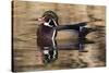 Wood duck, George C. Reifel Bird Sanctuary, British Columbia, Canada.-Art Wolfe-Stretched Canvas