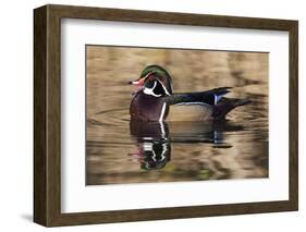 Wood duck, George C. Reifel Bird Sanctuary, British Columbia, Canada.-Art Wolfe-Framed Photographic Print