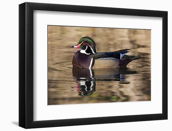 Wood duck, George C. Reifel Bird Sanctuary, British Columbia, Canada.-Art Wolfe-Framed Photographic Print