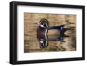 Wood duck, George C. Reifel Bird Sanctuary, British Columbia, Canada.-Art Wolfe-Framed Photographic Print