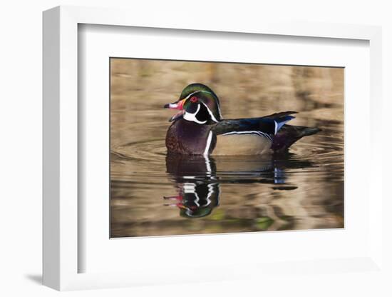 Wood duck, George C. Reifel Bird Sanctuary, British Columbia, Canada.-Art Wolfe-Framed Photographic Print