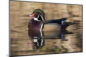 Wood duck, George C. Reifel Bird Sanctuary, British Columbia, Canada.-Art Wolfe-Mounted Photographic Print