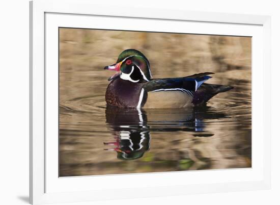 Wood duck, George C. Reifel Bird Sanctuary, British Columbia, Canada.-Art Wolfe-Framed Photographic Print