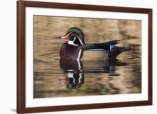 Wood duck, George C. Reifel Bird Sanctuary, British Columbia, Canada.-Art Wolfe-Framed Photographic Print