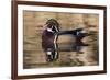 Wood duck, George C. Reifel Bird Sanctuary, British Columbia, Canada.-Art Wolfe-Framed Photographic Print