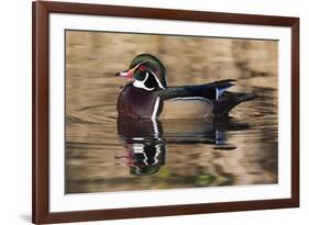 Wood duck, George C. Reifel Bird Sanctuary, British Columbia, Canada.-Art Wolfe-Framed Photographic Print