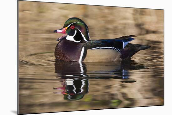 Wood duck, George C. Reifel Bird Sanctuary, British Columbia, Canada.-Art Wolfe-Mounted Photographic Print