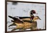 Wood Duck Male and Female in Wetland, Marion, Illinois, Usa-Richard ans Susan Day-Framed Photographic Print