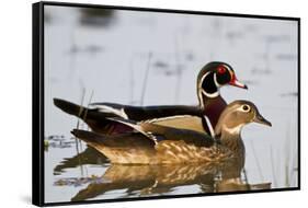 Wood Duck Male and Female in Wetland, Marion, Illinois, Usa-Richard ans Susan Day-Framed Stretched Canvas