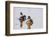Wood Duck Male and Female in Wetland, Marion, Illinois, Usa-Richard ans Susan Day-Framed Photographic Print